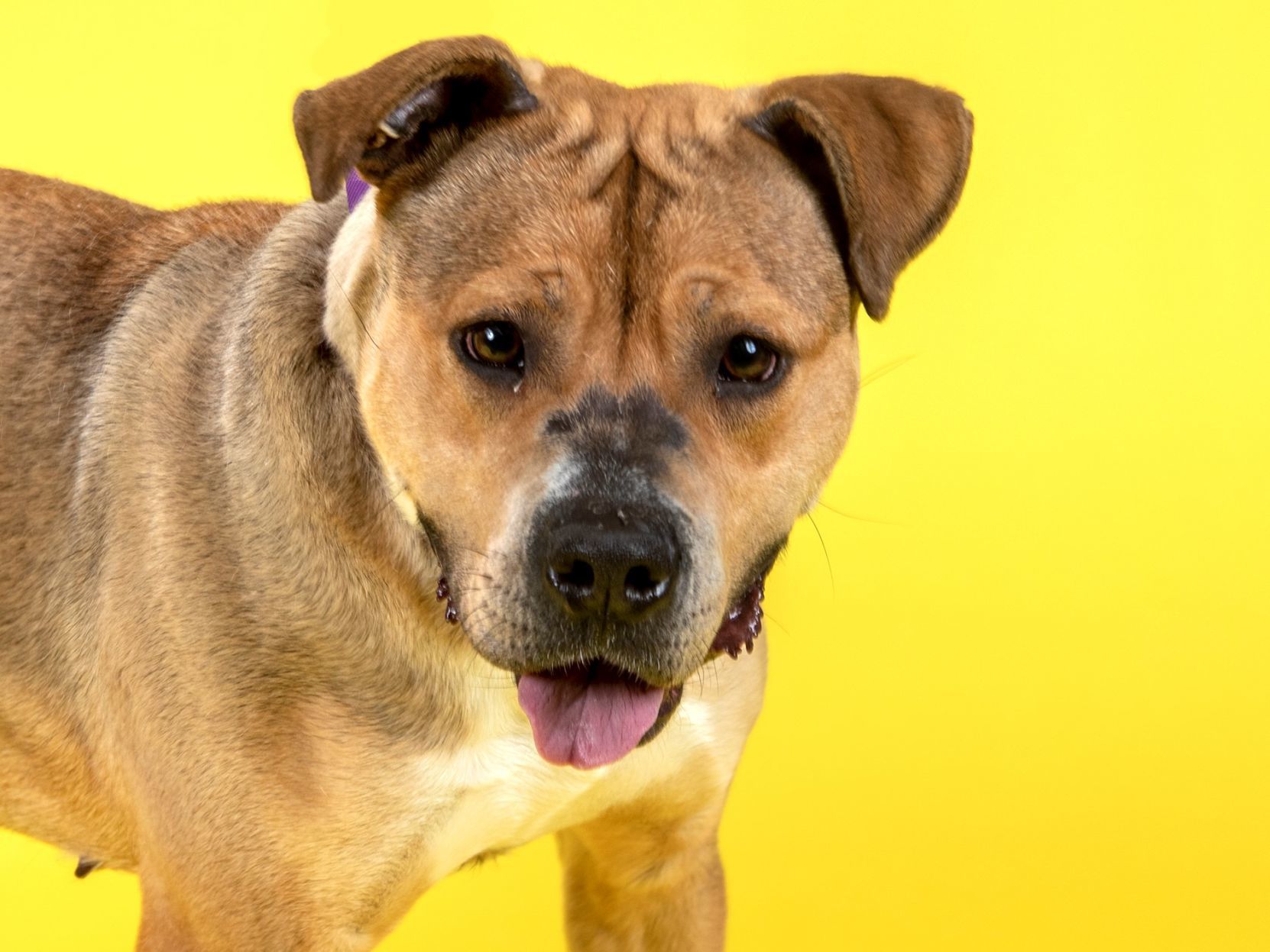 Last week's pet, still available: Panini